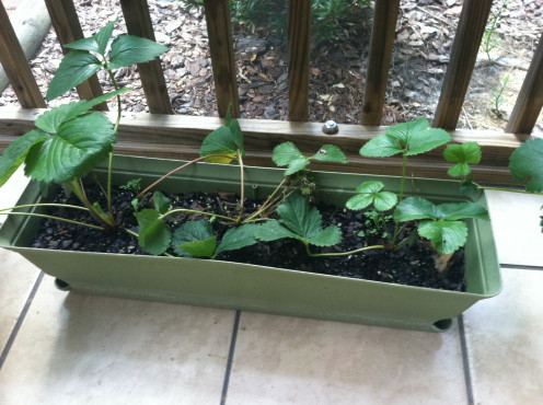 May 31: Strawberries - not a lot of fruit.