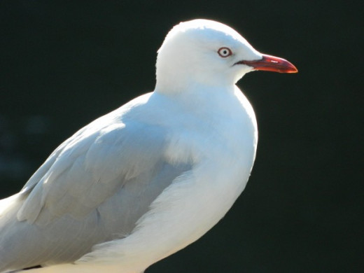 Sea gull cropped