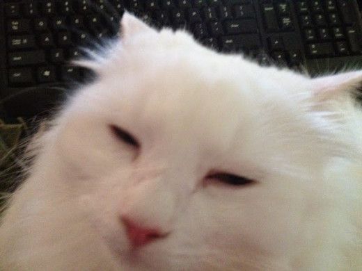 Mance (the fluffy white cat in the picture) is pleased with the choice of litter