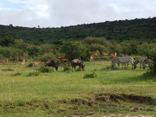 Animals grazing in Africa