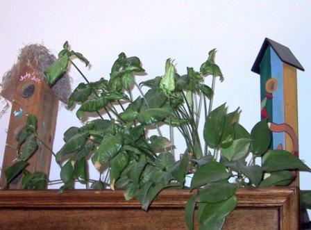 You can put hydro plants almost anywhere, because you don't have to get at them a lot!