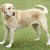 A yellow Labrador retriever dog with pink nose. A yellow Labrador retriever dog with pink nose.
