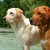 Yellow and "fox red" Labrador Retriever. Yellow and "fox red" Labrador Retriever.
