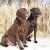 Two chocolate Labrador Retrievers Two chocolate Labrador Retrievers