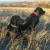 Labrador Retriever, Rüde(blaues Halsband), Hündin(rotes Halsband), fotografiert in Deutschland, Thüringen Labrador Retriever, Rüde(blaues Halsband), Hündin(rotes Halsband), fotografiert in Deutschland, Thüringen