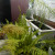 In my secret garden I have a hedge growing in planters along with palms and ferns. in pots In my secret garden I have a hedge growing in planters along with palms and ferns. in pots