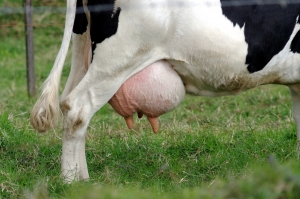 A milk cow ready to milk