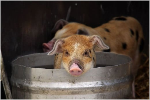 Check out the cute pig in a bucket in the above photo. 