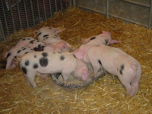 Check out the really cute spotted piglets in the photo above.