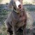 4 month old diluted chocolate (silver) Labrador Puppy 4 month old diluted chocolate (silver) Labrador Puppy