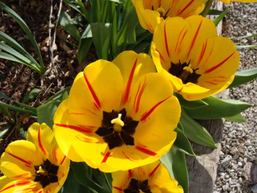 Apeldoorn Tulips