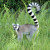 A Lemur with a question? A Lemur with a question?