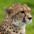 Cheetas! Cheetas!