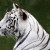 White tigers included! White tigers included!