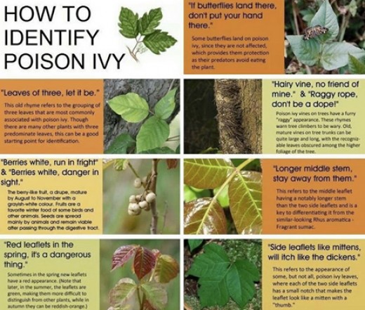 A Natural and Fast Poison Ivy Cure | HealDove