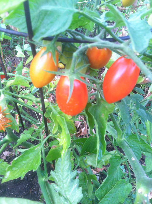 Plum Tomatoes are sweet, and perfect for salads or making sauce.