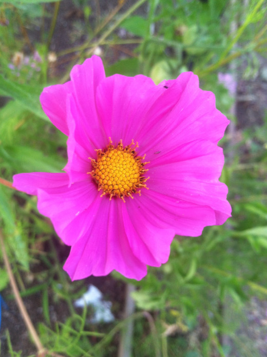 Cosmos add a touch of beauty to your garden and the make excellent cut flowers for your home. 