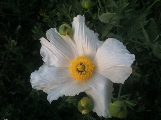 Poppies are magnificent flowers that add grace and beauty to your garden.