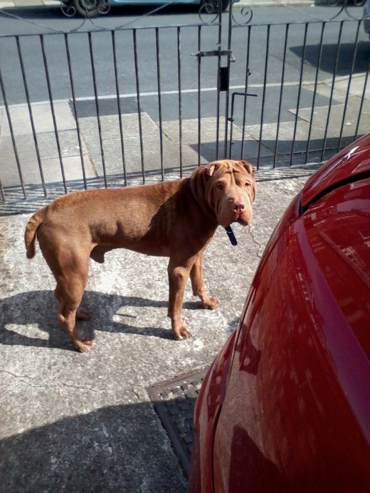 The young, male Shar Pei who was trapped in a neighbour's garden.