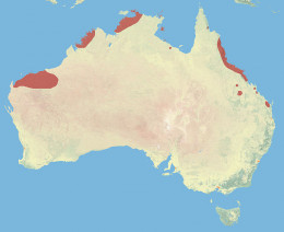 Endangered Species Australia – Saving Northern Quolls