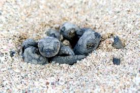 Sea Turtle Babies digging out of their nest.