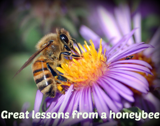 Lessons from a honeybee