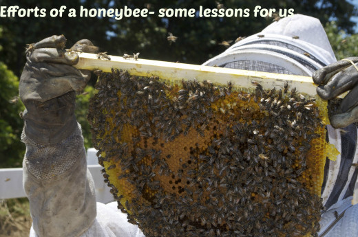 efforts that honeybee puts in to prepare honey for us