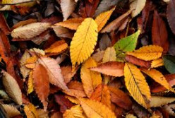 Stop Environmental Pollution of Burning Autumn Leaves-Use Them Instead