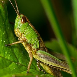 destructive grasshopper