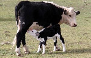 A cow and calf