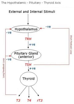 Normal regulation of thyroid hormone secretion