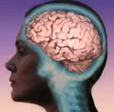 Human brain female side view
