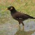 Common Myna Bird - one of the mostb ubiquitous of all Thai birds Common Myna Bird - one of the mostb ubiquitous of all Thai birds