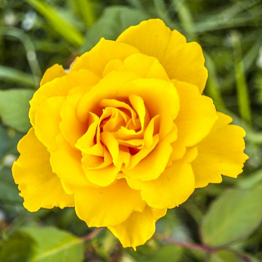 Unidentified Yellow Rose