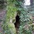 The fay live in tree trunks like this one. The fay live in tree trunks like this one.
