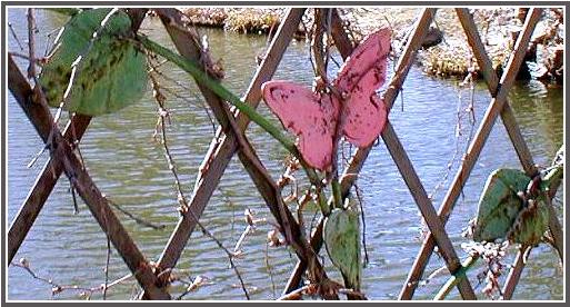 My favorite pond in the park through the whimsical railing on a footbridge at one end.