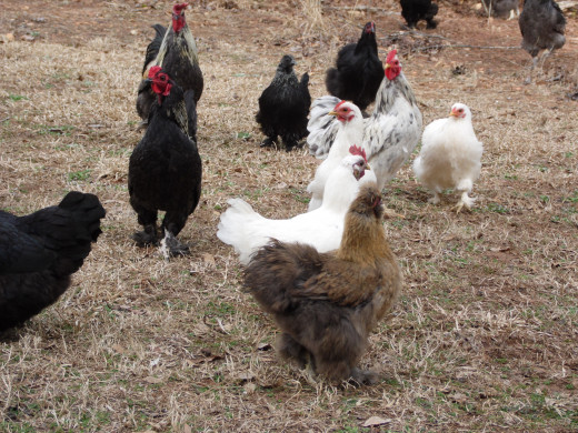 Chickens In The Yard Hubpages