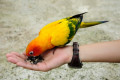 Food For Pet Birds - Types Of Seed