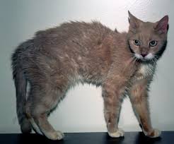 Typical appearance of a cat suffering from an overactive thyroid.