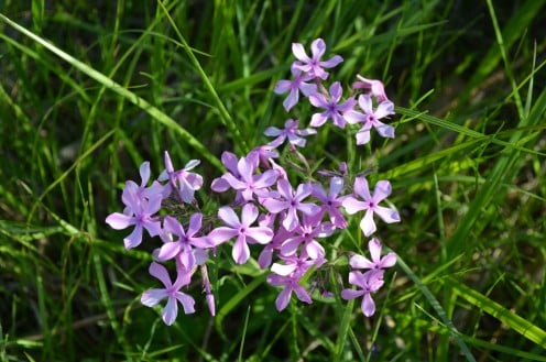 Little Purple flowers growing in the wooded areas at Shaw Nature Reserve. 