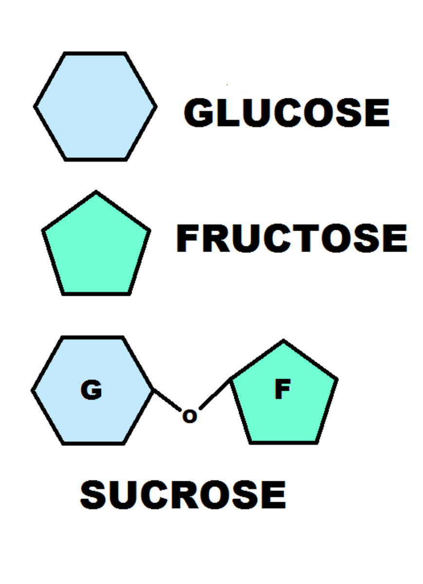 Image result for sucrose fructose glucose