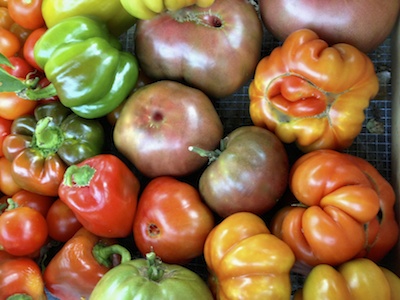 Home grown organic tomatoes have more nutrients and UV preventing lycopenes.