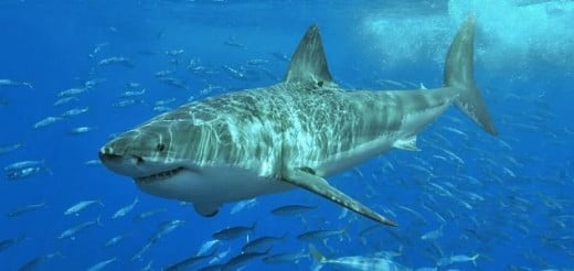 Something recently killed and ate a 9 foot Great White Shark. Was it Megalodon that ate the shark. 
