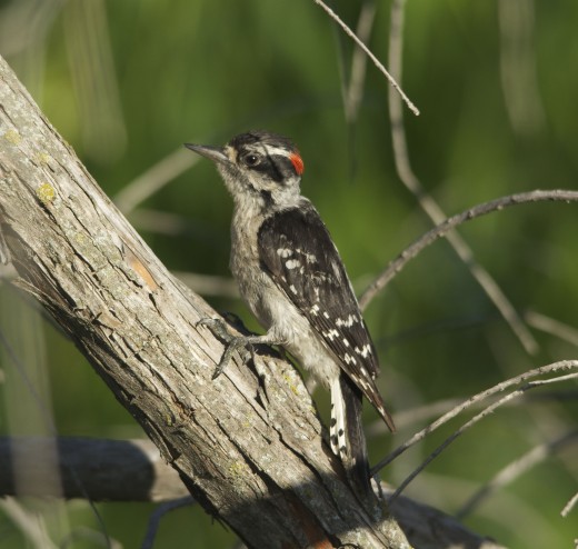 Immature Downy Woodpecker