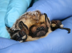 Cute Chiroptera: Six Compelling Reasons to Love and Conserve Bats