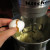Eggs Eggs