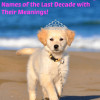 50 Popular Names for Female Dogs