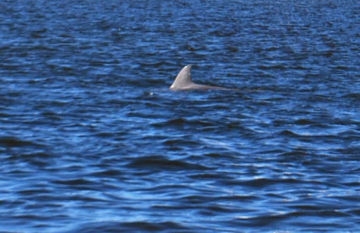 Pleasant surprise in Charleston Harbor