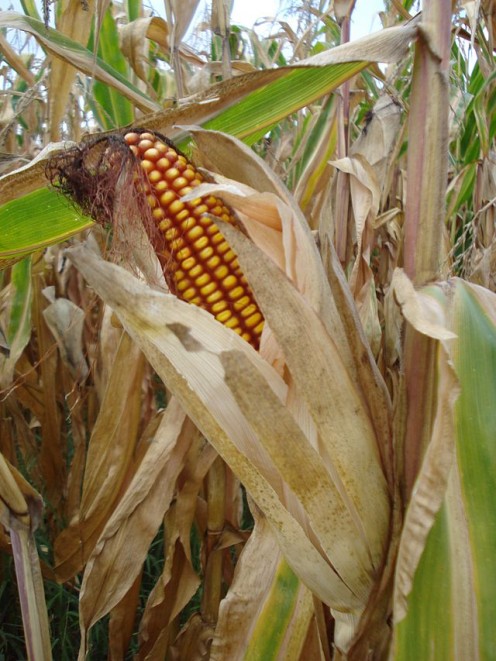 Ear of corn ready for harvest