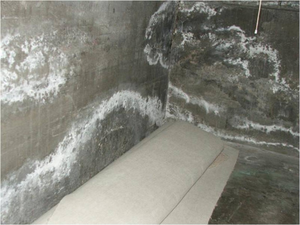 White Fuzzy Mold In Basement or Something Else? HubPages
